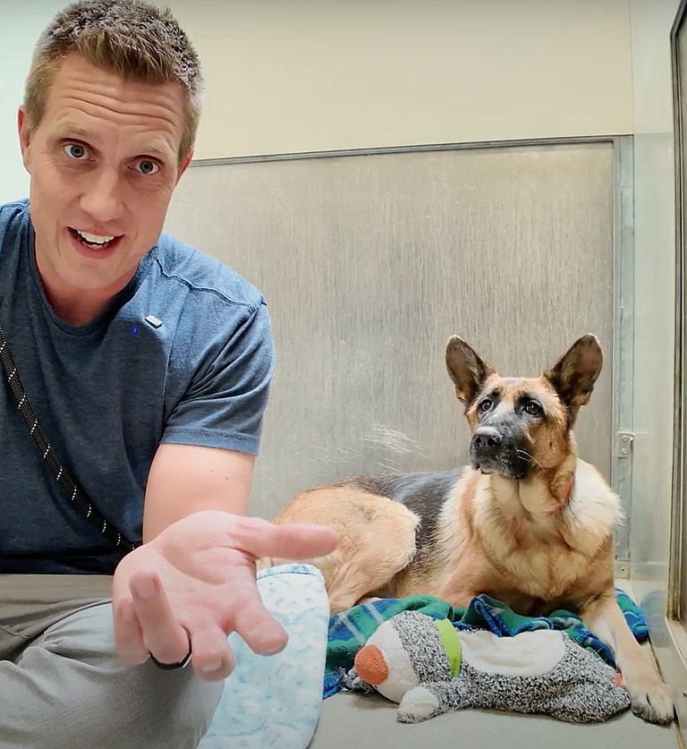 Stray German Shepherd